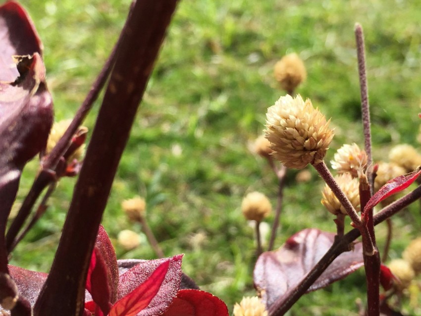 a close up of a flower in a field