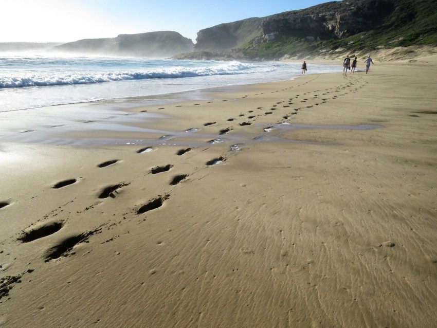 people walking on seashore during daytime