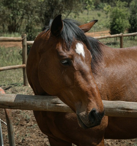 a brown horse standing next to a wooden fence