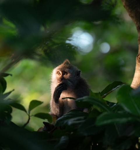 a monkey sitting in a tree looking at something