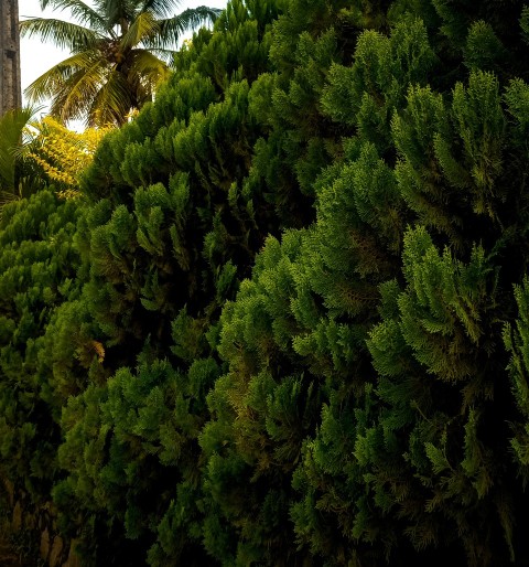 a large group of green plants