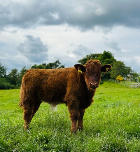 a brown cow standing on top of a lush green field