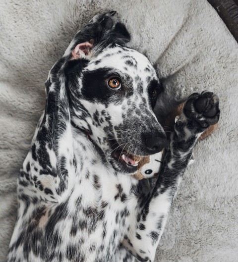 black and white dalmatian dog