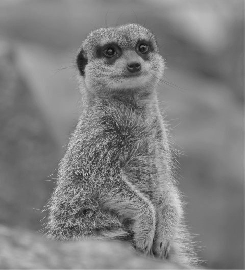 a black and white photo of a meerkat