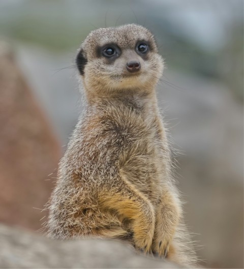 a close up of a small animal on a rock