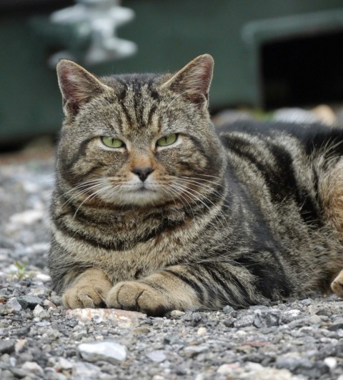 a cat laying down on a gravel road