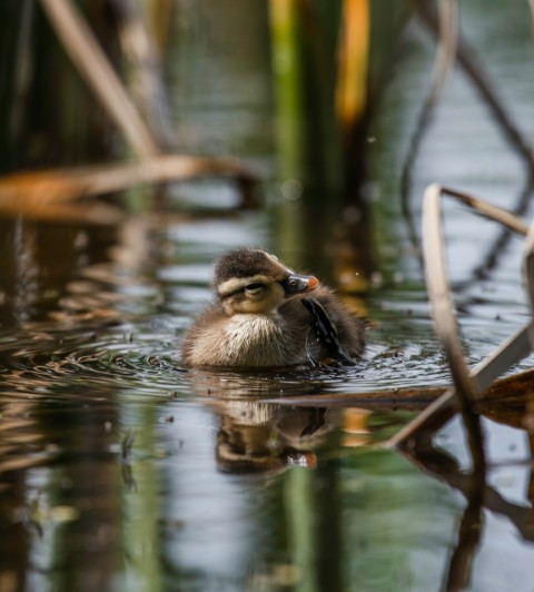 brown duck on water during daytime yalPCXM