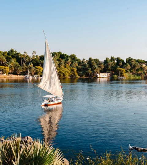 white sailboat on water near green trees during daytime