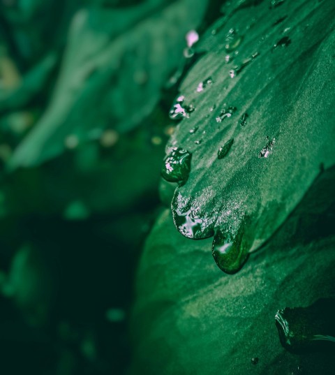 water droplets on green leaf mk6BA