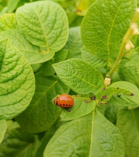 a ladybug sitting on a green leafy plant