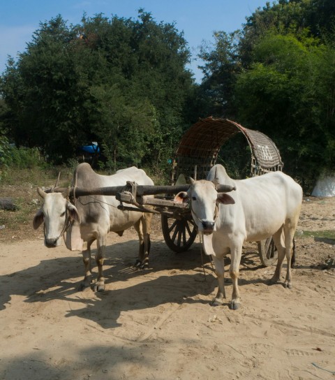 a couple of cows pulling a cart down a dirt road U