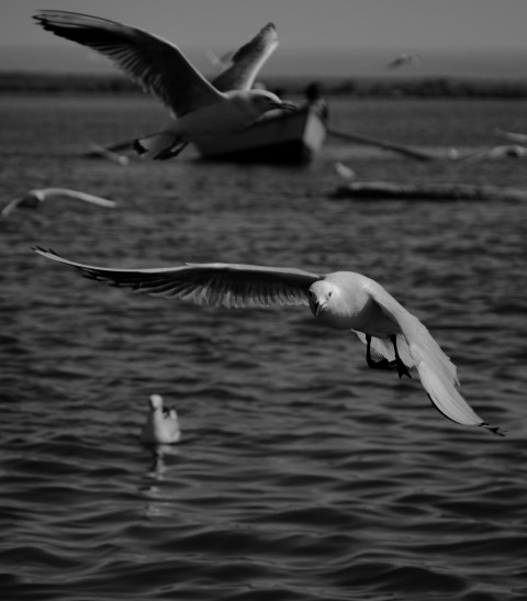 a flock of seagulls flying over a body of water