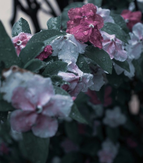 pink and white flowers with green leaves on a rainy day LAJ