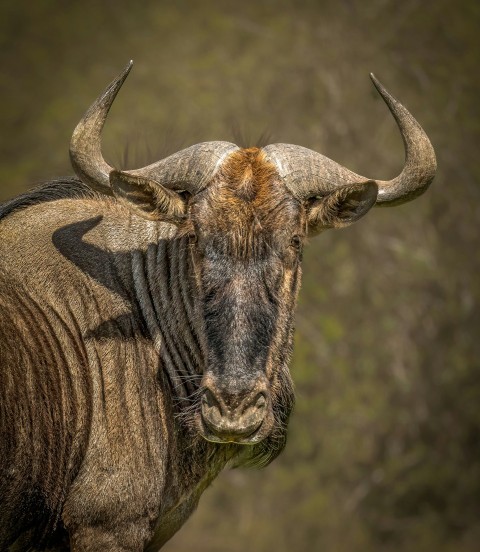 a bull with large horns standing in a field