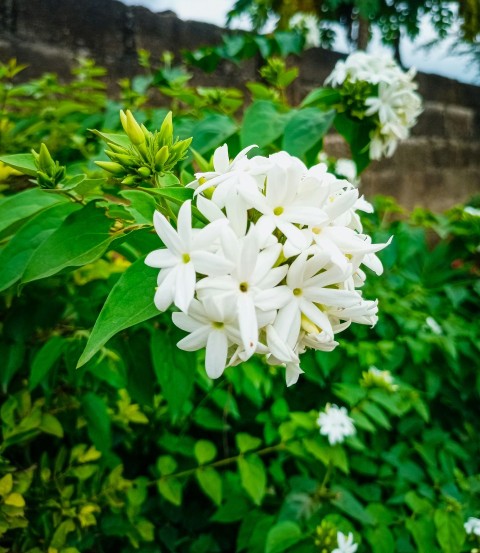 a group of white flowers