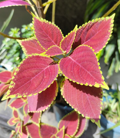 a close up of a plant with red and yellow leaves