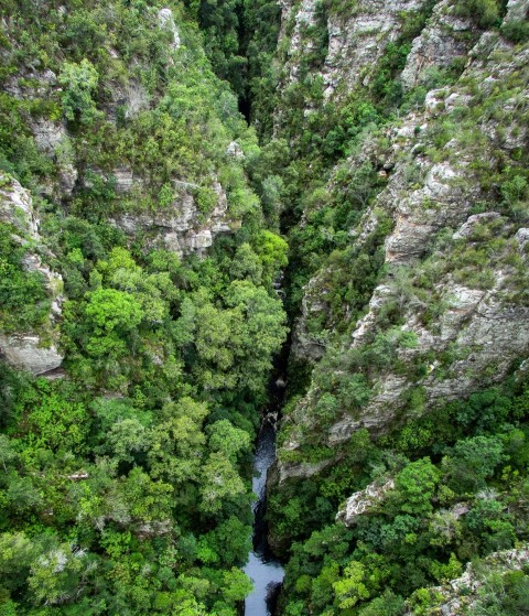 green trees on mountain during daytime