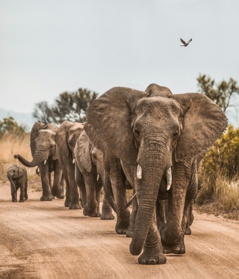 elephants on road Y