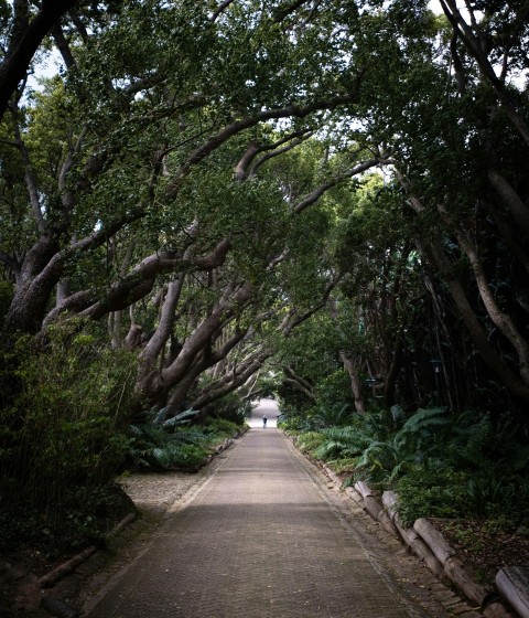 a path through a forest