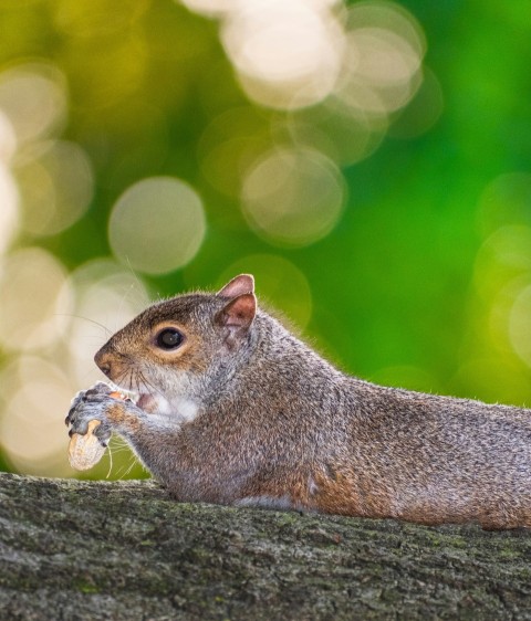 a squirrel eating a piece of food on a tree