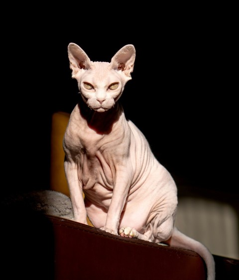 a hairless cat sitting on top of a table