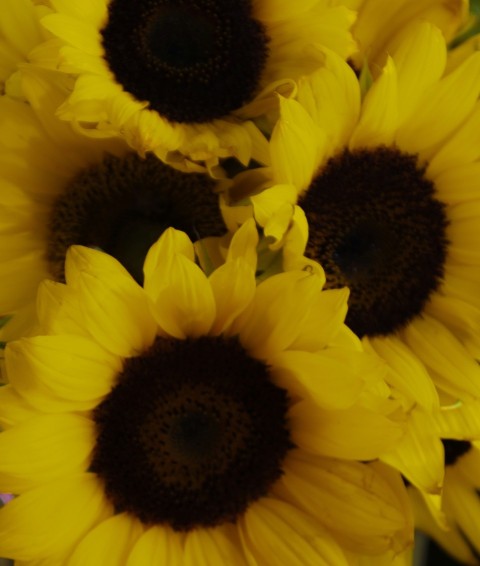 a bunch of yellow sunflowers in a vase