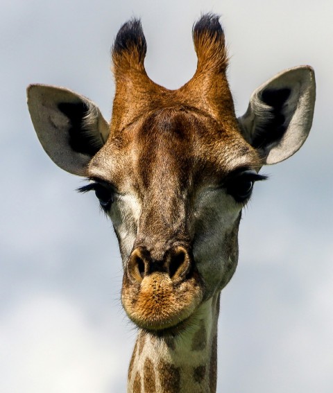 brown and white giraffe head 3dBt