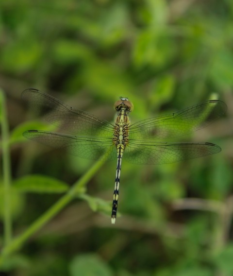 a close up of a dragonfly on a plant VXA7