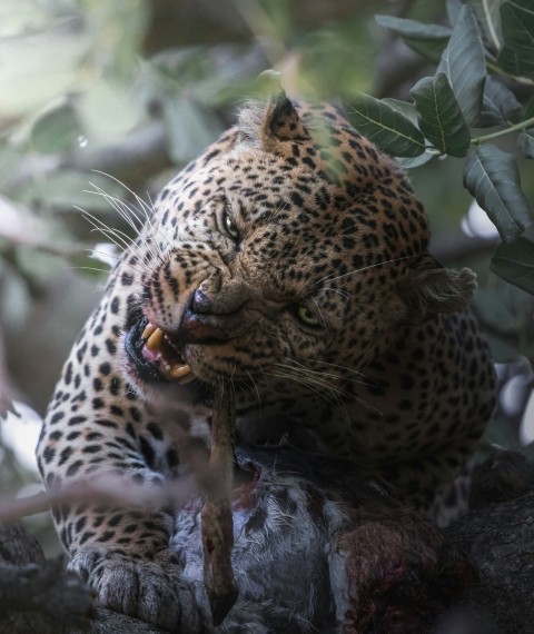 leopard on tree branch during daytime