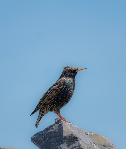 a bird sitting on top of a rock 6