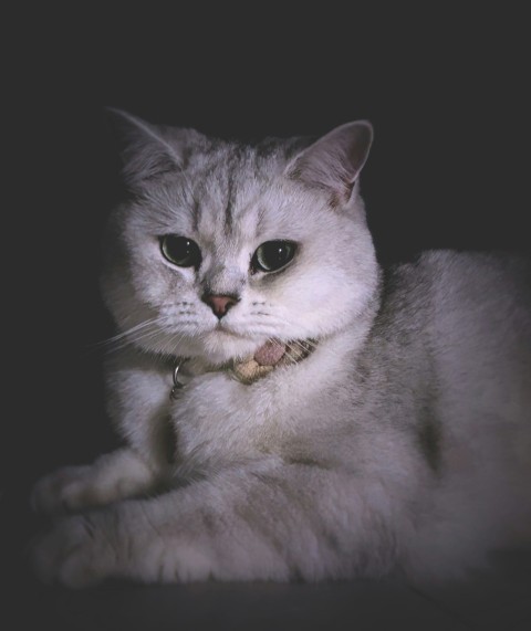 a white cat with a collar sitting on a table