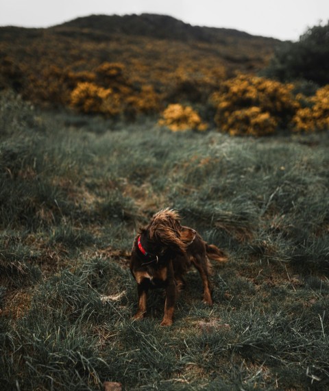 short coated brown and liver dog standing on green grass field during daytime