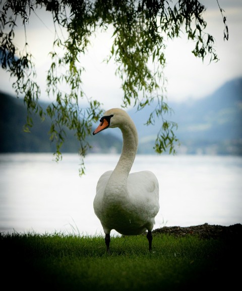 a white swan standing on top of a lush green field