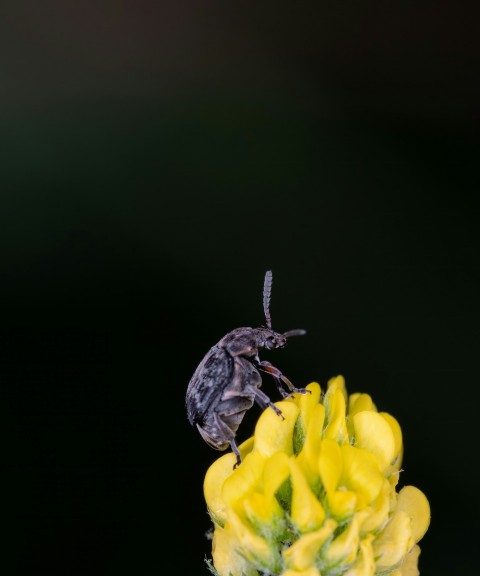 a bug sitting on top of a yellow flower