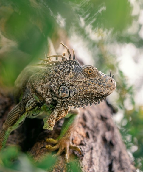 a close up of a lizard on a tree branch