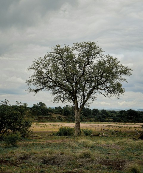 a lone tree in the middle of a field