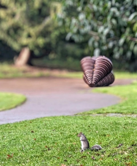 a couple of birds standing on top of a lush green field FsmHR_