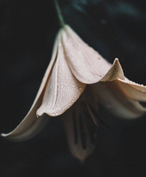 a close up of a flower with water droplets on it For6