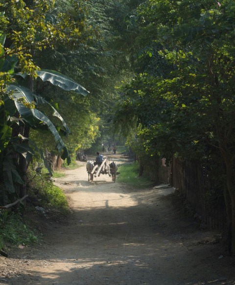 a group of cows walking down a dirt road