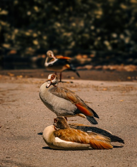 a group of birds standing on top of a sandy beach 95