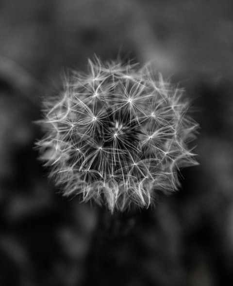 a black and white photo of a dandelion