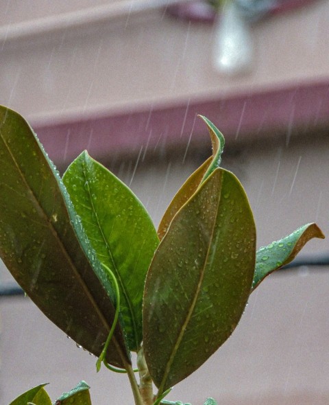 a plant in a pot in the rain