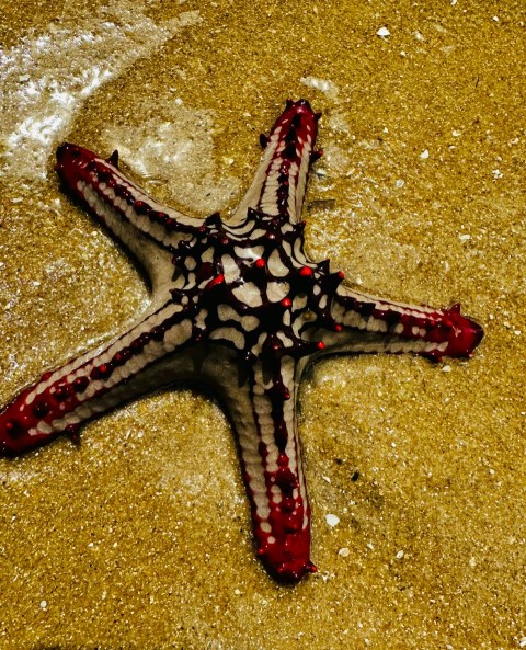 a red and white starfish laying on a sandy beach