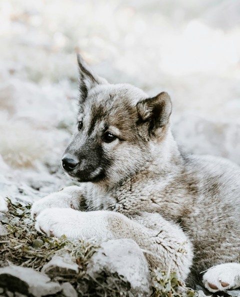 puppy resting on grass