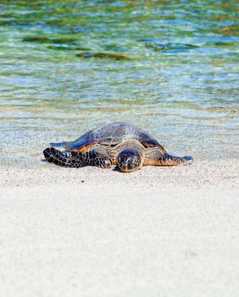 brown turtle on seashore