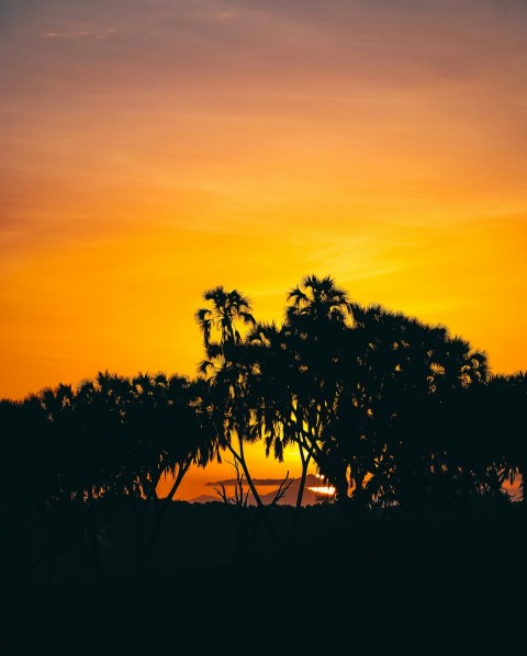 silhouette photo of trees