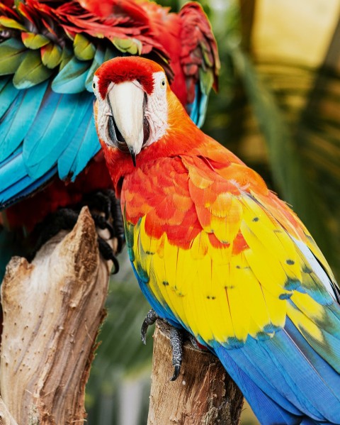 yellow red and blue scarlet macaw on tree branch