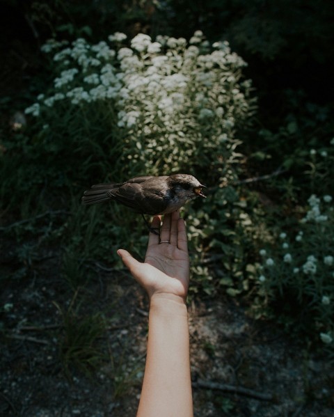 brown bird perched on persons left palm ma