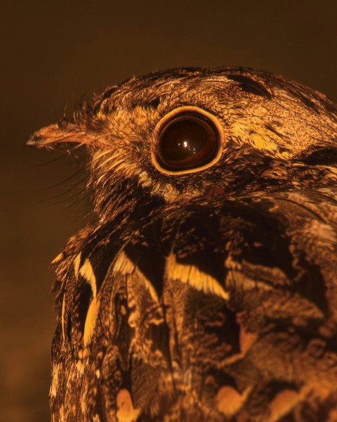 a close up of a bird with a blurry background