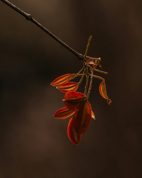 a branch with a bunch of flowers hanging from it